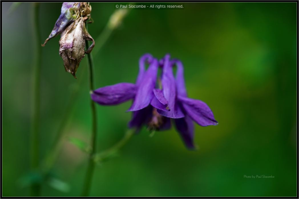 130725Chamonix03581