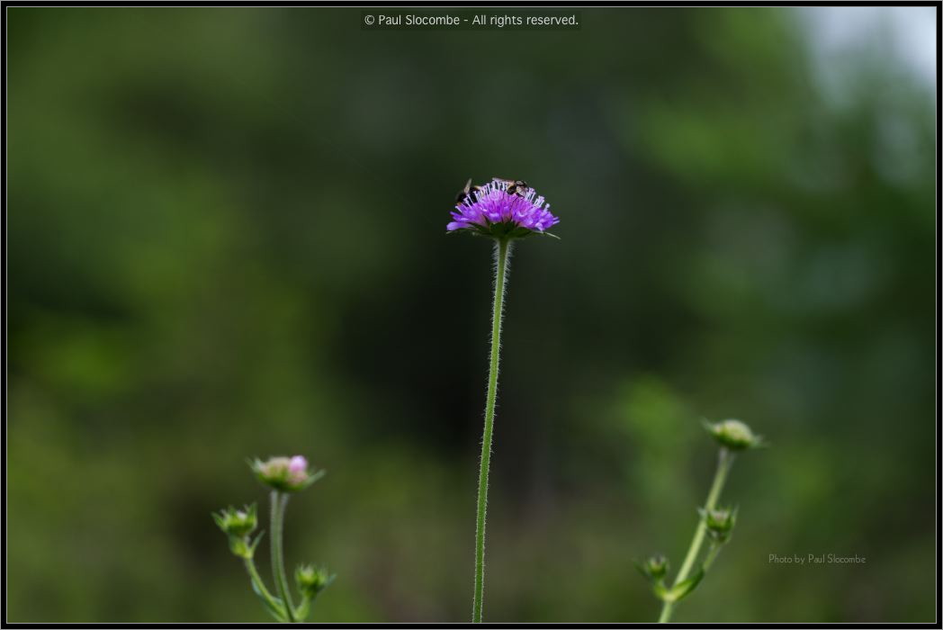 130725Chamonix03572