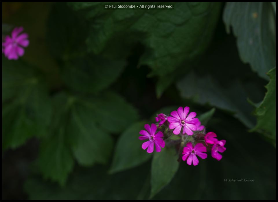 130719Courmayeur02697