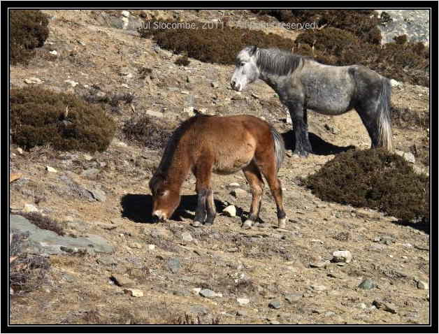 101205dingboche0441