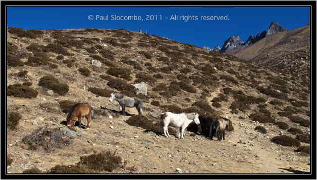 101205dingboche0443