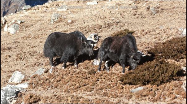 101210tengboche05230