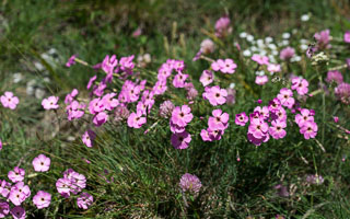 Pink Dianthus photo